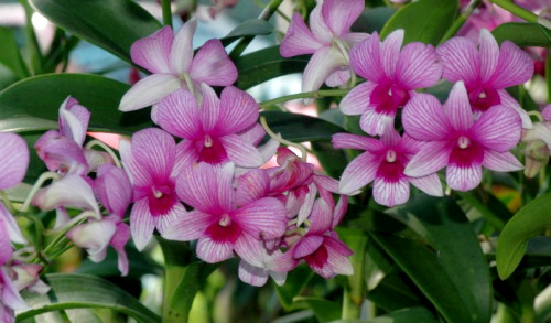 Lan ngọc điểm giá rẻ