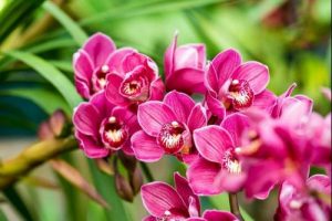 huong dan trong lan dendro tai nha