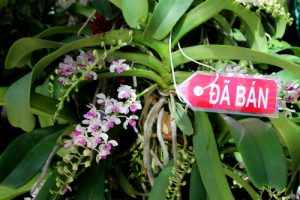 luon rung truy lung lan dai chau