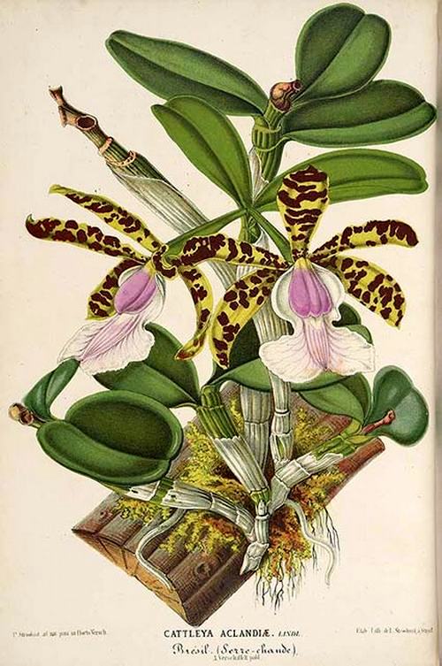 phan-loai-hoa-lan-theo-he-thong-thuc-vat-hoc-phan-1-4 Phân loại hoa lan theo hệ thống thực vật học phần 1