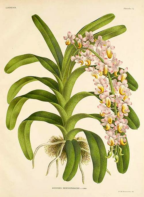 phan-loai-hoa-lan-theo-he-thong-thuc-vat-hoc-phan-1-5 Phân loại hoa lan theo hệ thống thực vật học phần 1