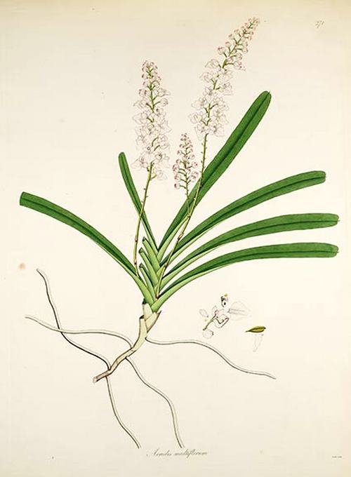 phan-loai-hoa-lan-theo-he-thong-thuc-vat-hoc-phan-1-6 Phân loại hoa lan theo hệ thống thực vật học phần 1