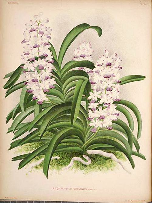 phan-loai-hoa-lan-theo-he-thong-thuc-vat-hoc-phan-1-9 Phân loại hoa lan theo hệ thống thực vật học phần 1
