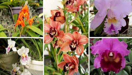 Lan ngọc điểm giá rẻ