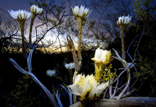 10-loai-hoa-no-ve-dem-dep-nhat-tren-the-gioi-1 10 loài hoa nở về đêm đẹp nhất trên thế giới