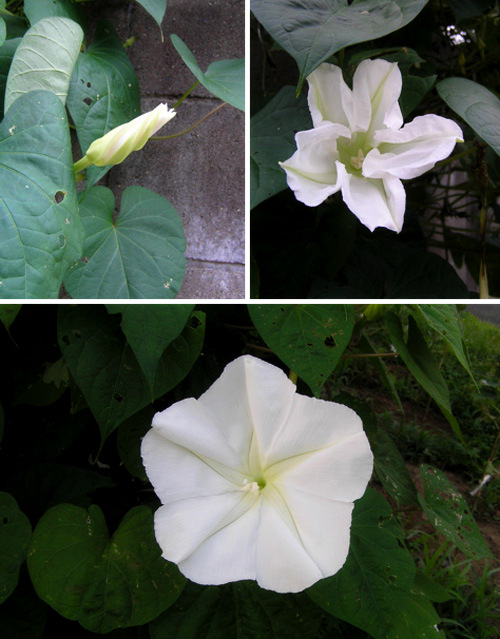 10-loai-hoa-no-ve-dem-dep-nhat-tren-the-gioi-3 10 loài hoa nở về đêm đẹp nhất trên thế giới