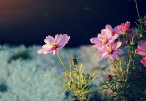 10 loai hoa no ve dem dep nhat tren the gioi