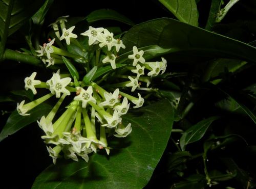 10-loai-hoa-no-ve-dem-dep-nhat-tren-the-gioi-4 10 loài hoa nở về đêm đẹp nhất trên thế giới