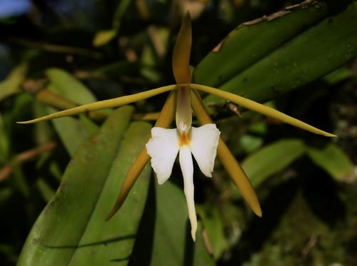 10-loai-hoa-no-ve-dem-dep-nhat-tren-the-gioi-7 10 loài hoa nở về đêm đẹp nhất trên thế giới