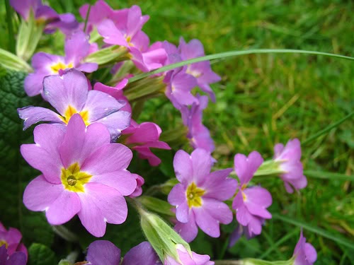 10-loai-hoa-no-ve-dem-dep-nhat-tren-the-gioi-9 10 loài hoa nở về đêm đẹp nhất trên thế giới