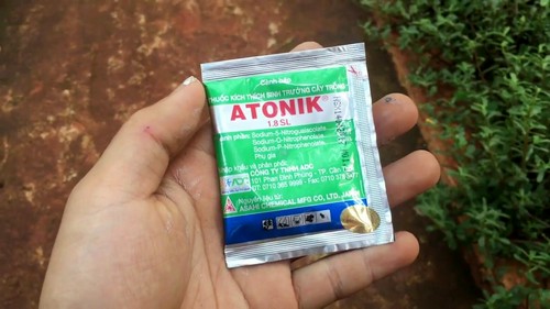 Lan ngọc điểm giá rẻ