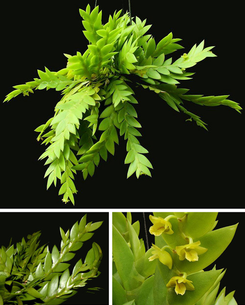 cac-loai-hoa-lan-rung-dac-trung-cua-viet-nam-1 Các loại Hoa lan rừng đặc trưng của Việt Nam