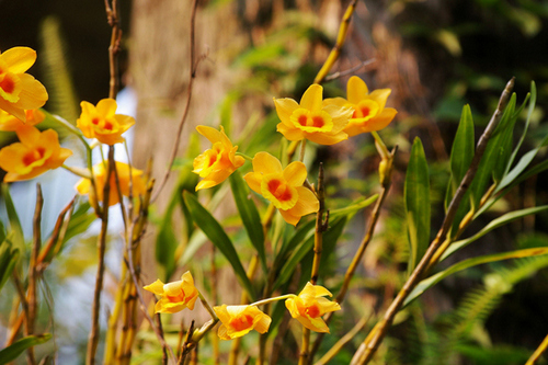 cac-loai-hoa-lan-rung-dac-trung-cua-viet-nam-12 Các loại Hoa lan rừng đặc trưng của Việt Nam