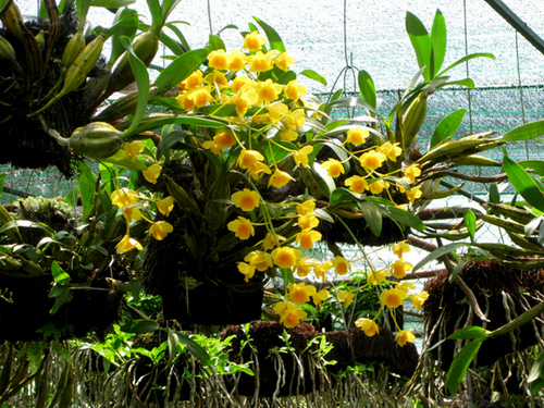 cac-loai-hoa-lan-rung-dac-trung-cua-viet-nam-13 Các loại Hoa lan rừng đặc trưng của Việt Nam