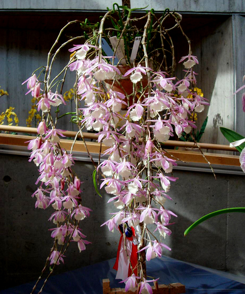 cac-loai-hoa-lan-rung-dac-trung-cua-viet-nam-17 Các loại Hoa lan rừng đặc trưng của Việt Nam