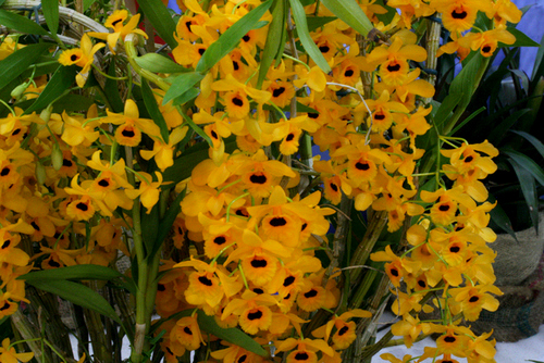 cac-loai-hoa-lan-rung-dac-trung-cua-viet-nam-18 Các loại Hoa lan rừng đặc trưng của Việt Nam