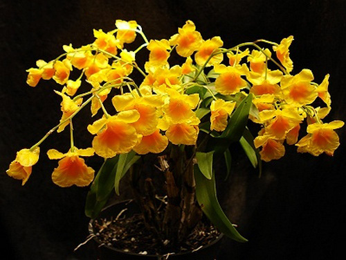cac-loai-hoa-lan-rung-dac-trung-cua-viet-nam-20 Các loại Hoa lan rừng đặc trưng của Việt Nam