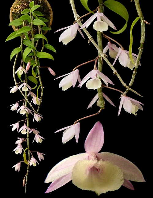 cac-loai-hoa-lan-rung-dac-trung-cua-viet-nam-21 Các loại Hoa lan rừng đặc trưng của Việt Nam
