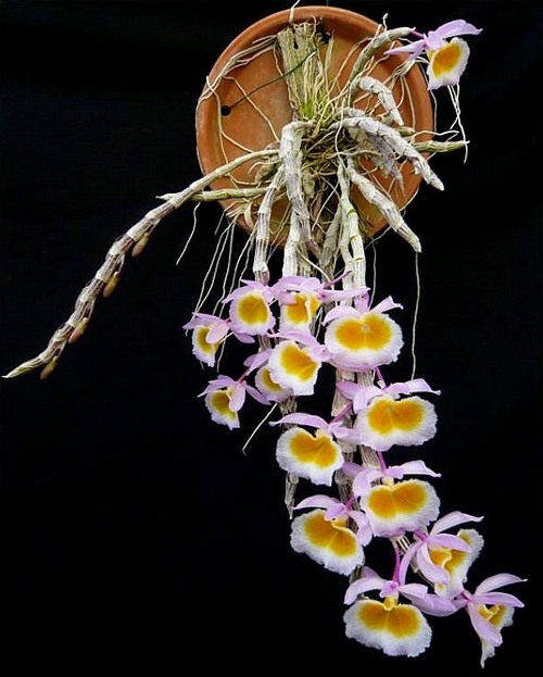 cac-loai-hoa-lan-rung-dac-trung-cua-viet-nam-3 Các loại Hoa lan rừng đặc trưng của Việt Nam