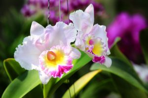 cac loai hoa lan rung dac trung cua viet nam