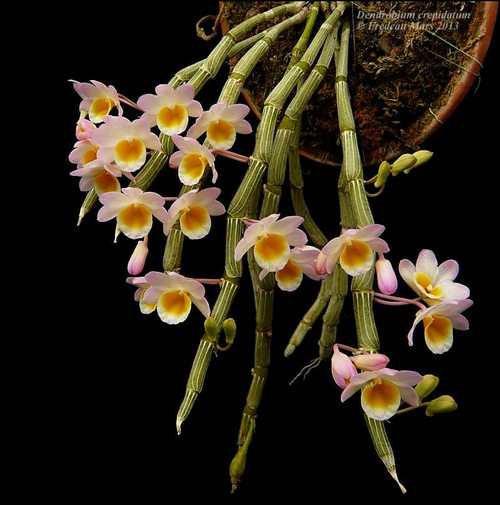 cac-loai-hoa-lan-rung-dac-trung-cua-viet-nam-4 Các loại Hoa lan rừng đặc trưng của Việt Nam