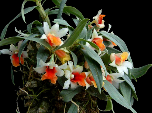 cac-loai-hoa-lan-rung-dac-trung-cua-viet-nam-7 Các loại Hoa lan rừng đặc trưng của Việt Nam