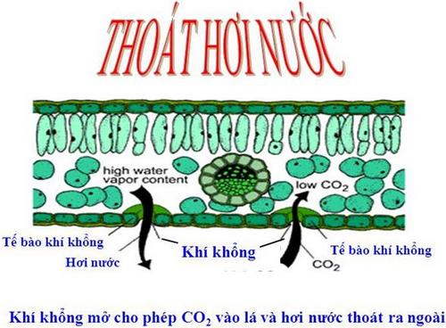 lan-hut-nuoc-va-muoi-khoang-nhu-the-nao-1 Lan hút nước và muối khoáng như thế nào?