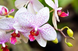 nhung cach trong lan pho bien hien nay