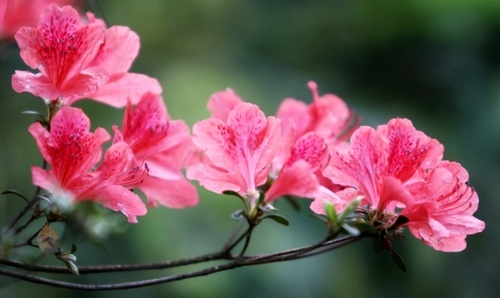 nhung-loa-hoa-co-doc-thuong-duoc-trong-trong-gia-dinh-2 Những loài hoa có độc thường được trồng trong gia đình
