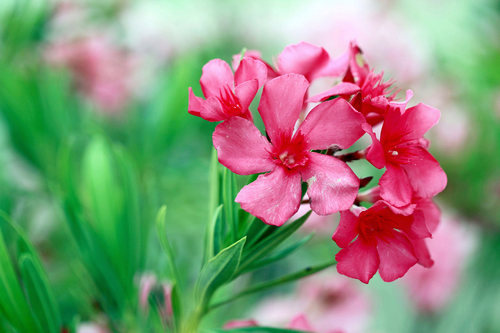 nhung-loai-hoa-co-doc-thuong-duoc-trong-trong-gia-dinh-4 Những loài hoa có độc thường được trồng trong gia đình