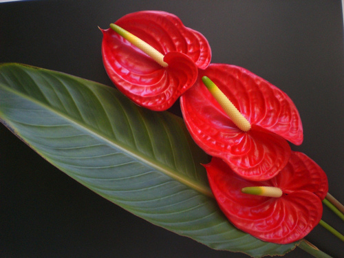 nhung-loai-hoa-co-doc-thuong-duoc-trong-trong-gia-dinh-6 Những loài hoa có độc thường được trồng trong gia đình