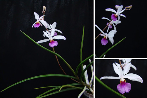 phan-loai-hoa-lan-theo-he-thong-thuc-vat-hoc-phan-2-1 Phân loại hoa lan theo hệ thống thực vật học phần 2