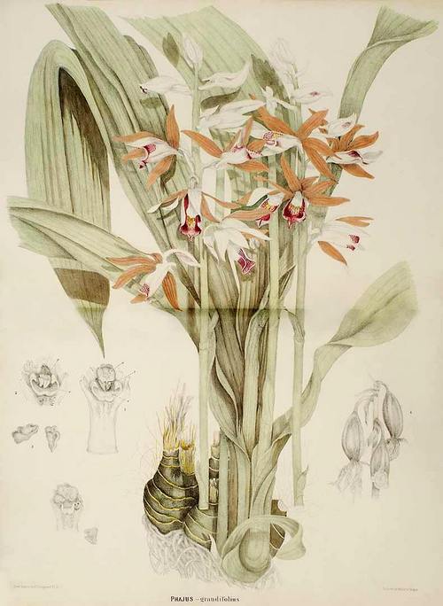 phan-loai-hoa-lan-theo-he-thong-thuc-vat-hoc-phan-2-13 Phân loại hoa lan theo hệ thống thực vật học phần 2