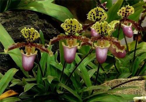 phan-loai-hoa-lan-theo-he-thong-thuc-vat-hoc-phan-2-17 Phân loại hoa lan theo hệ thống thực vật học phần 2