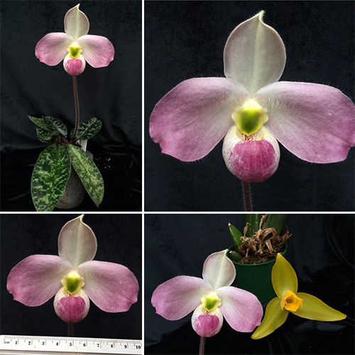 phan-loai-hoa-lan-theo-he-thong-thuc-vat-hoc-phan-2-19 Phân loại hoa lan theo hệ thống thực vật học phần 2