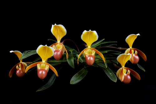 phan-loai-hoa-lan-theo-he-thong-thuc-vat-hoc-phan-2-22 Phân loại hoa lan theo hệ thống thực vật học phần 2