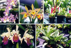 phan loai hoa lan theo he thong thuc vat hoc phan 2