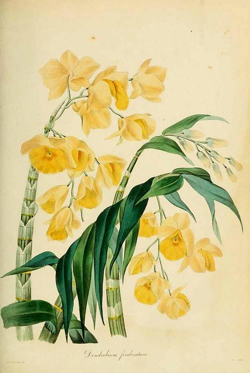 phan-loai-hoa-lan-theo-he-thong-thuc-vat-hoc-phan-2-4 Phân loại hoa lan theo hệ thống thực vật học phần 2