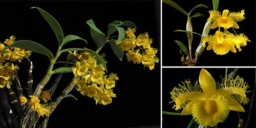 phan-loai-hoa-lan-theo-he-thong-thuc-vat-hoc-phan-2-6 Phân loại hoa lan theo hệ thống thực vật học phần 2