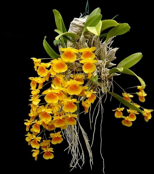 phan-loai-hoa-lan-theo-he-thong-thuc-vat-hoc-phan-2-9 Phân loại hoa lan theo hệ thống thực vật học phần 2