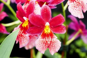 thoi diem va nhung luu y tuoi nuoc cay lan cho nguoi moi choi