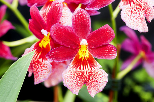 Lan ngọc điểm giá rẻ