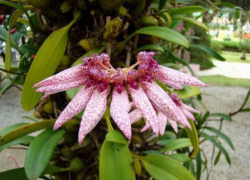 thuan-duong-va-cham-soc-hoa-lan-rung-2 Thuần dưỡng và chăm sóc hoa lan rừng