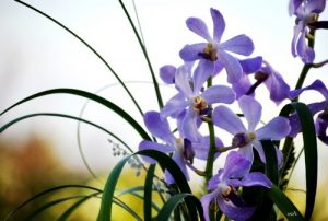 tu tao co hoi trong lan mokara cat canh 1