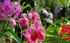 Bảo tồn hoa lan tại Việt Nam đã bắt đầu quá muộn 37 bao ton hoa lan tai viet nam da bat dau qua muon 1