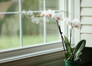 Các giai đoạn phát triển ở cây lan 11 cac giai doan phat trien o cay lan 3