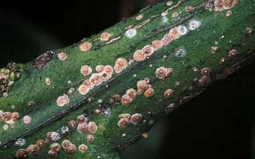 cach-nhan-biet-phong-lan-dang-bi-sau-benh-12 Cách nhận biết phong lan đang bị sâu bệnh