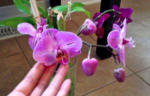 cach nhan biet phong lan dang bi sau benh