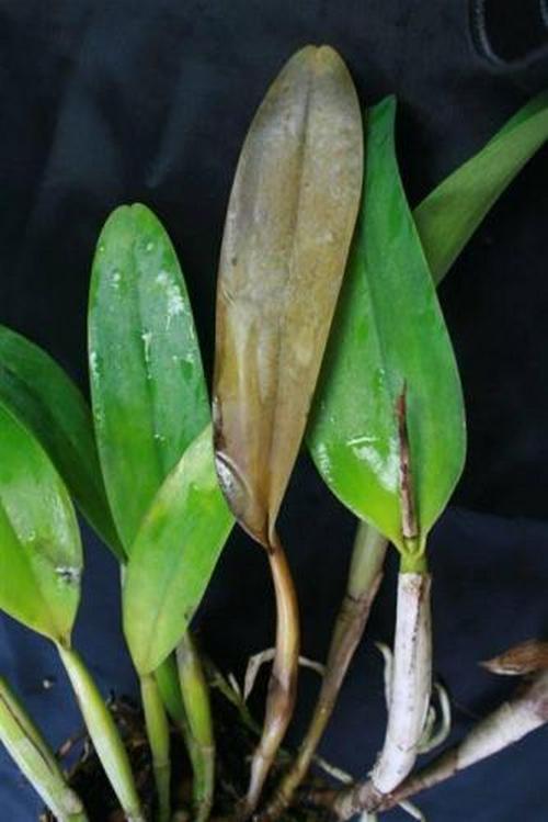 cach-nhan-biet-phong-lan-dang-bi-sau-benh-6 Cách nhận biết phong lan đang bị sâu bệnh