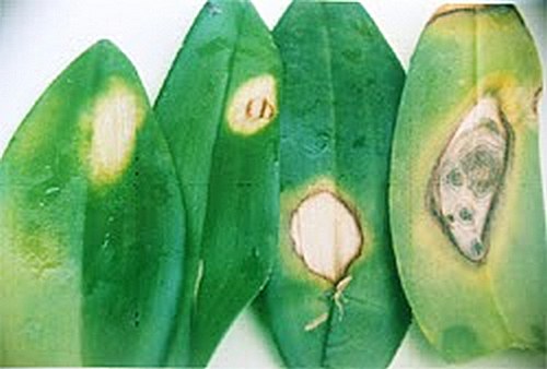 cach-nhan-biet-phong-lan-dang-bi-sau-benh-7 Cách nhận biết phong lan đang bị sâu bệnh